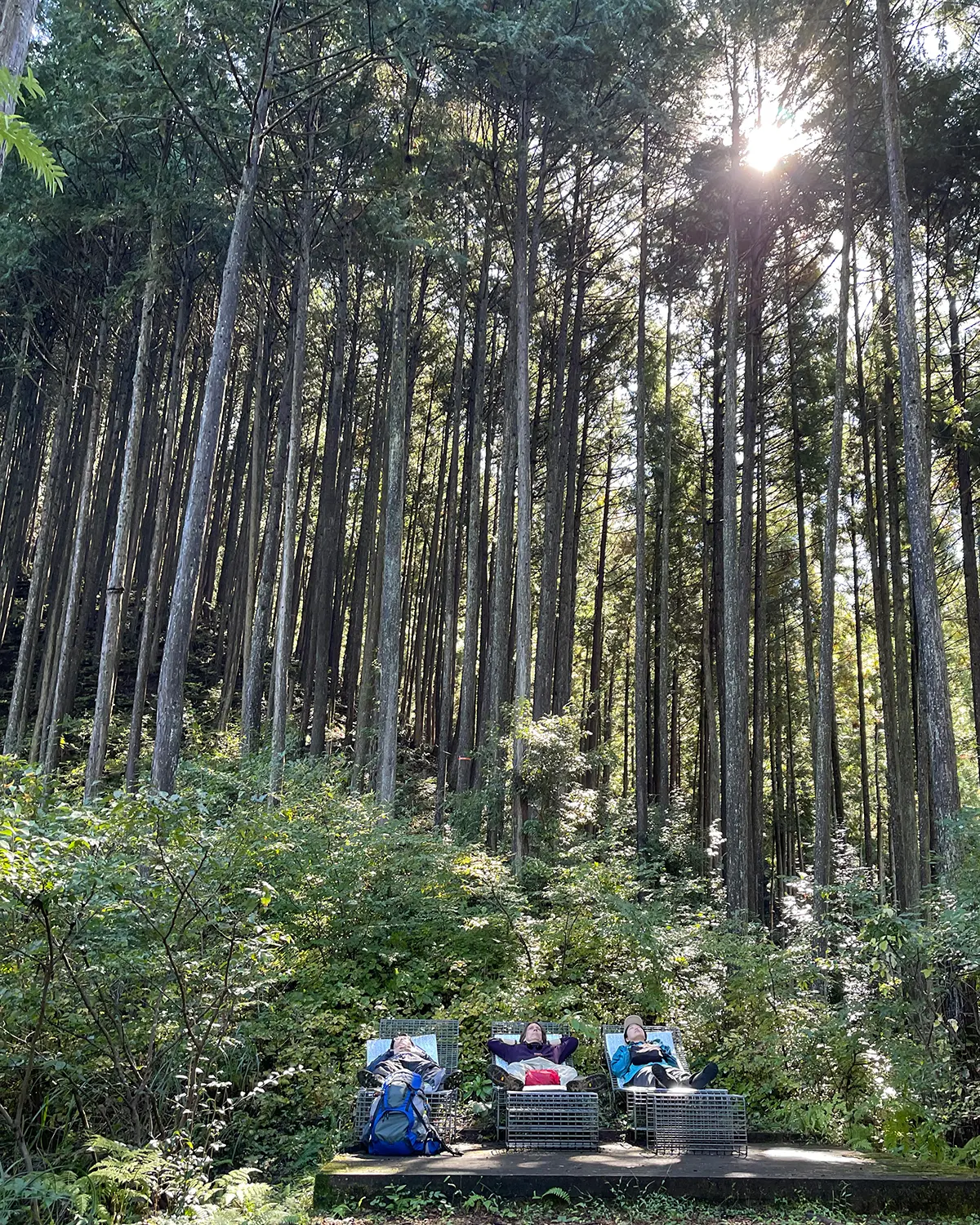 Three people recline on lounge chairs at the edge of a forest clearing, resting beneath tall sunlit trees during a quiet outdoor experience.
