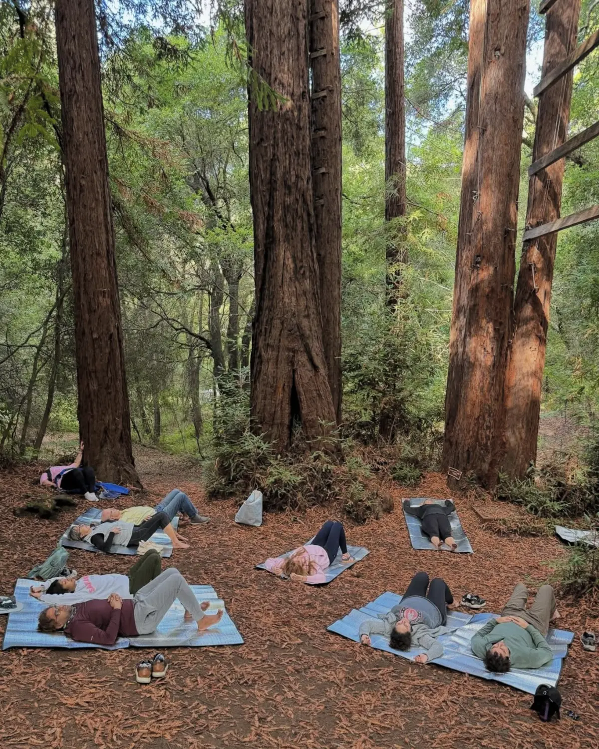 A Living Bridge Between Healing and the More-Than-Human World