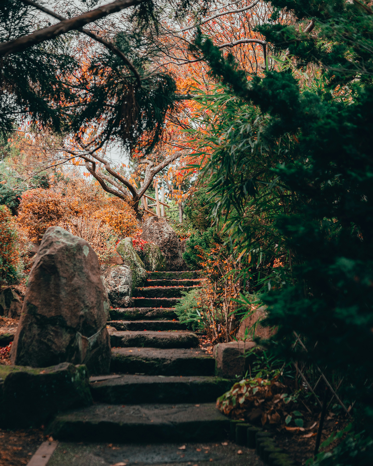 A Japanese trail path, showcasing Shinrin Yoku