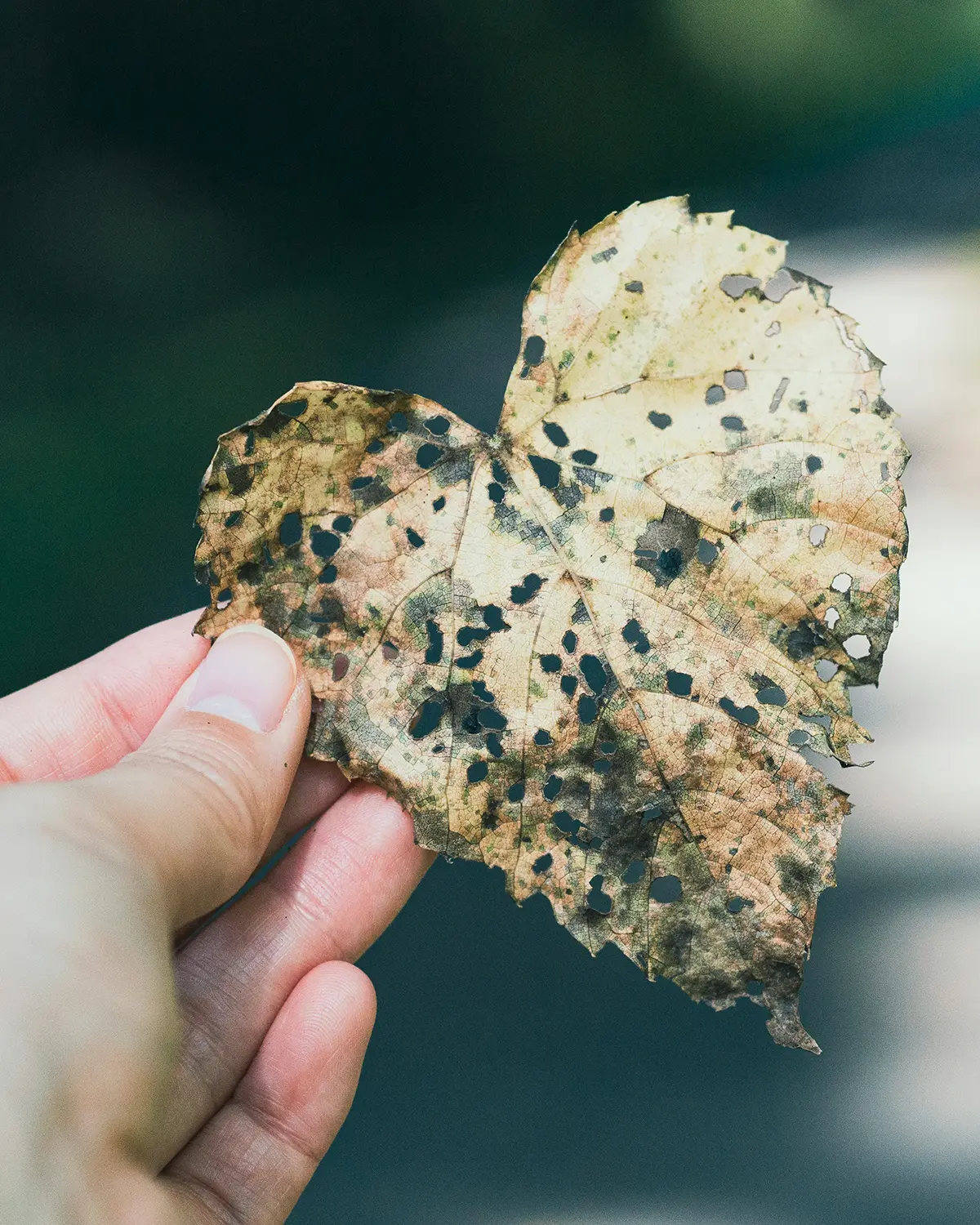 Help More People Access Nature-Based Healing