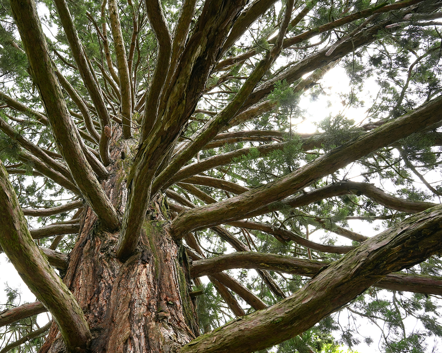 The Science of Nature-Based Wellbeing